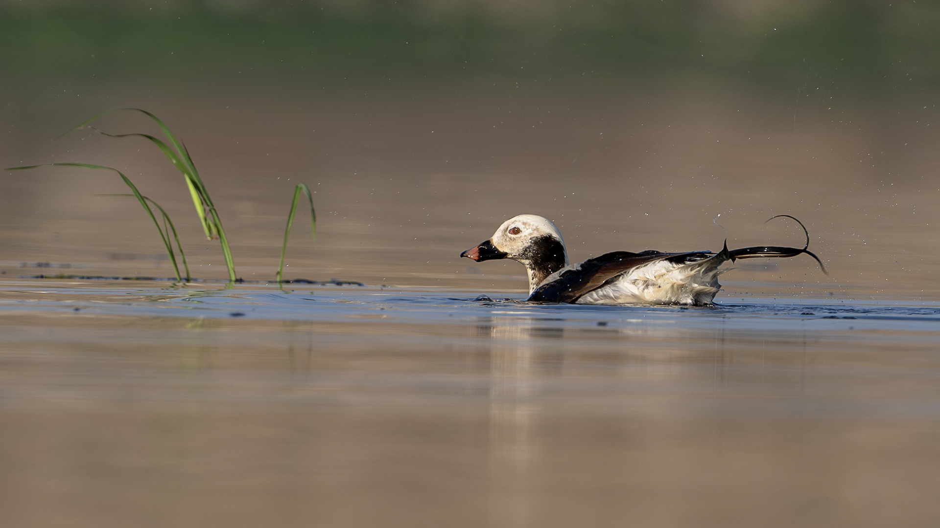 Long-tailed Duck